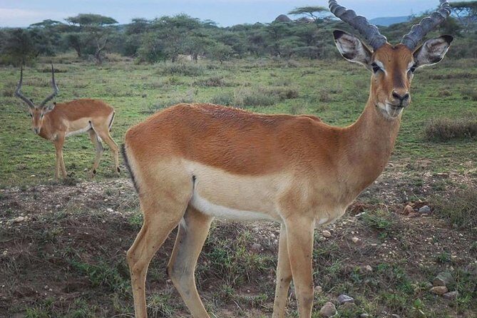 #1 Best Tanzania Safari Tarangire Day tour Adventure - Who Is This Tour Best For?