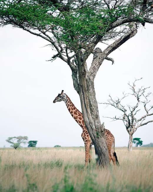 #1.Best Tarangire Day Trip Safari tour-ISMANI TOURS & SAFARI - Itinerary Breakdown