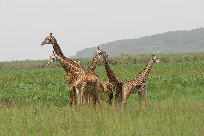 1 Day Akagera Game Drive Safari - The Transportation and Logistics