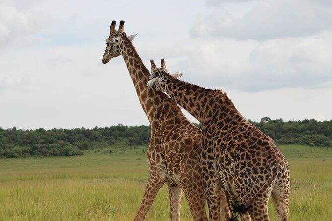 1 Day Akagera Game Drive Safari - Why Travelers Love This Tour