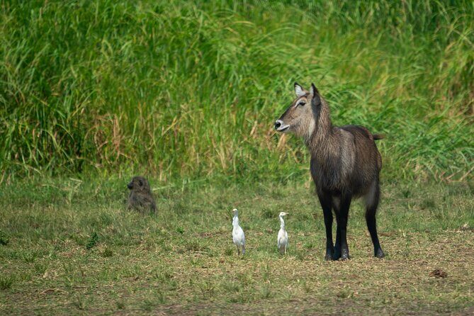 1-Day Akagera National Park Safari Experience - What’s Included and What to Expect