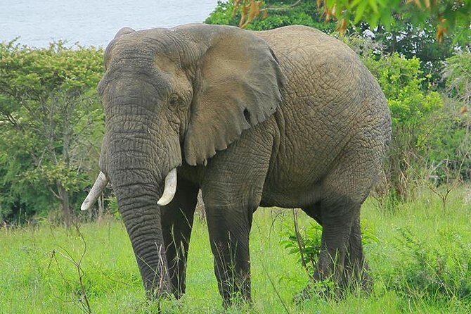 1 Day Akagera Wildlife Safari ( 2 Pax Min) - Authentic Experiences from Fellow Travelers