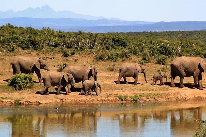 1 Day Amboseli Classic Safari Tour package,bruno safaris Kenya - An In-Depth Look at the Safari Experience