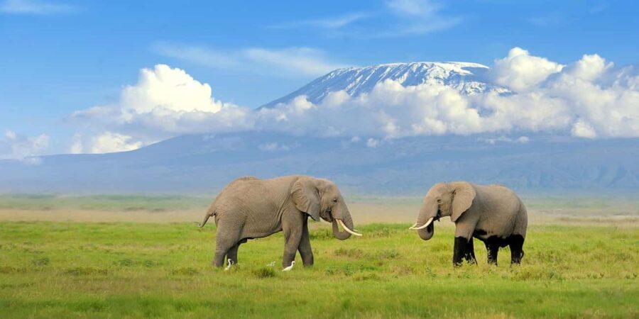 1 Day Amboseli National Park Tour With Masai Village Tour - Practical Tips