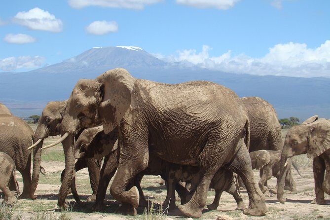 1-Day Amboseli Safari - The Itinerary in Detail