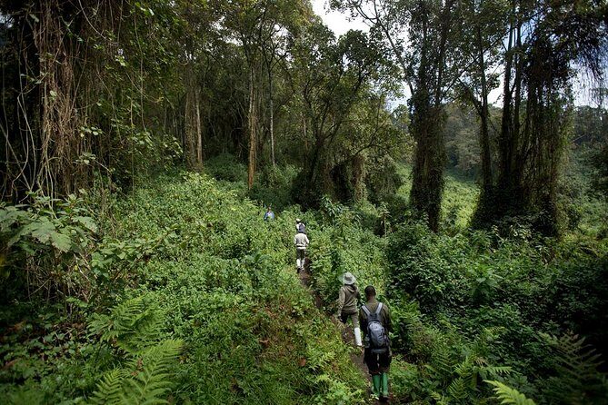 1-Day Bisoke Volcano Hiking Experience - What the Reviews Say