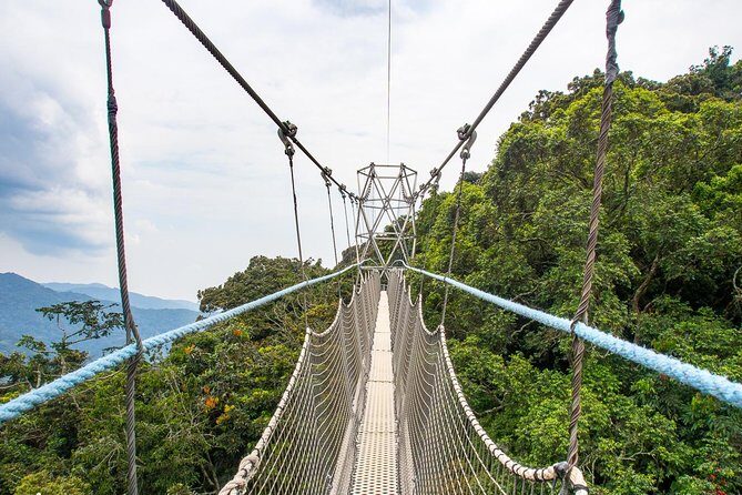 1 Day Canopy Walk Adventure in Nyungwe Forest National Park - The Guide & Group Size