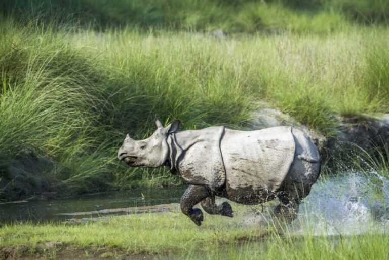 1 Day Chitwan: Jungle Safari, Canoe Ride, Tharu Dance Show - Practical Considerations and Value