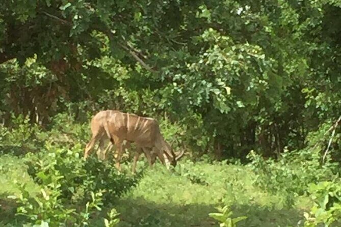 1 Day Chobe National Park Safari Experience - Practical Considerations