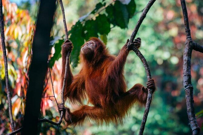 1 Day Ethical Jungle Trekking - Why This Tour Offers Value