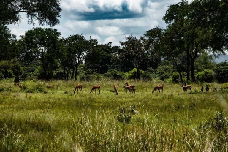 1-Day experience safari to Mikumi from Dar-es-Salaam by car - The Value of This Tour