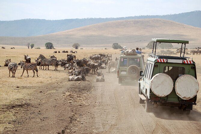 1-Day Fly in Shared Safari to Mikumi National Park from Zanzibar - The Sum Up