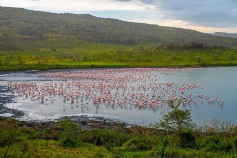 1-Day: Flying Safari from Zanzibar to Mikumi - Pricing and Value: Is It Worth It?