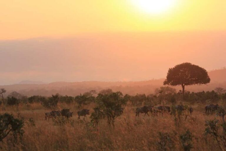 1-Day flying safari from Zanzibar to Mikumi Park with Lunch - What Travelers Are Saying