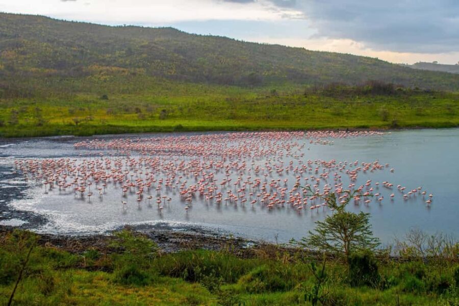 1-Day: Flying Safari from Zanzibar to Mikumi - Pricing and Value: Is It Worth It?