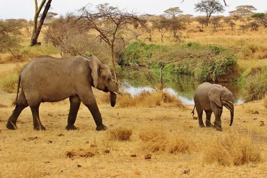 1-Day fyling safari to Nyerere National Park from Zanzibar - The Value of the Tour