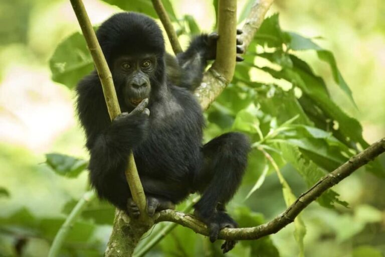 1 Day Gorilla Tour in Bwindi from Kigali - Final Thoughts: Is This Tour for You?