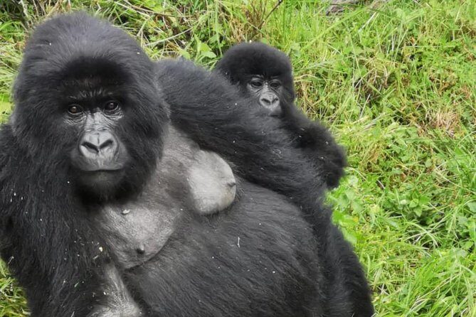 1 Day Gorilla Trekking Mgahinga Gorilla NP & Lake Bunyonyi - In-Depth Breakdown of the Itinerary