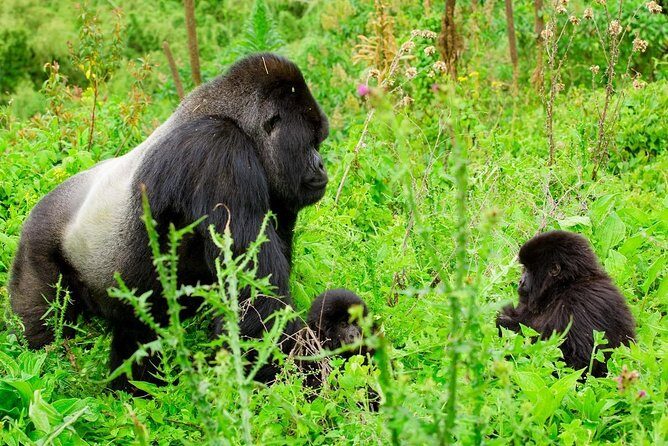 1 Day Gorilla Trekking Safari Tour - Transport and Logistics