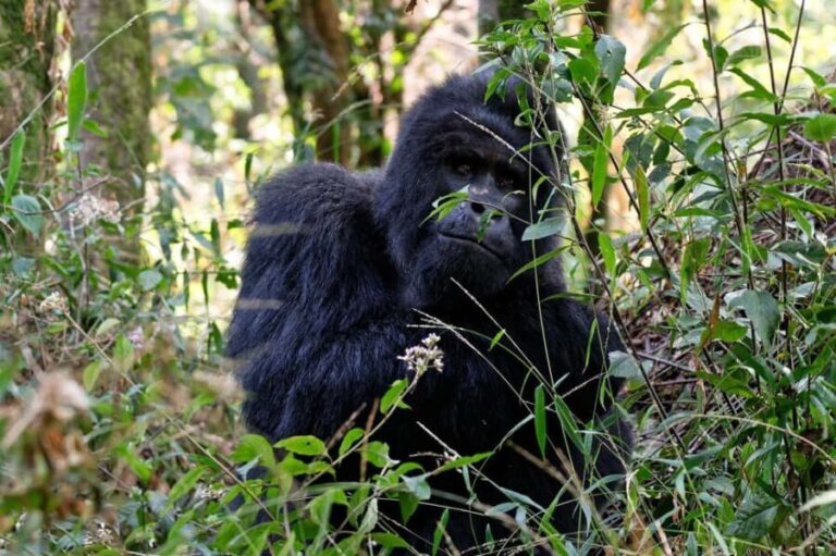 1 Day Gorilla Trekking Tour in Bwindi from Kigali - Whats Included and Whats Not