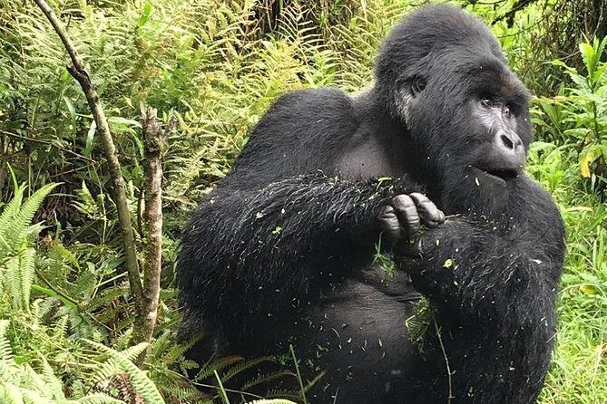 1 Day Gorilla Trekking Uganda - The Gorilla Trekking Experience