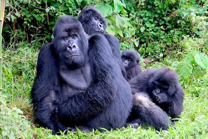 1 Day Gorilla trekking volcanoes national park - Who Is This Tour Best For?