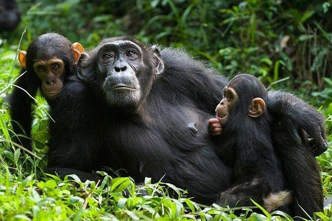 1 Day Kibale National Park - The Experience in Detail