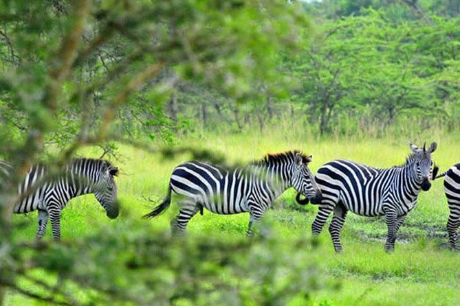 1 Day Lake Mburo Tour from Kampala - How the Tour Feels in Practice