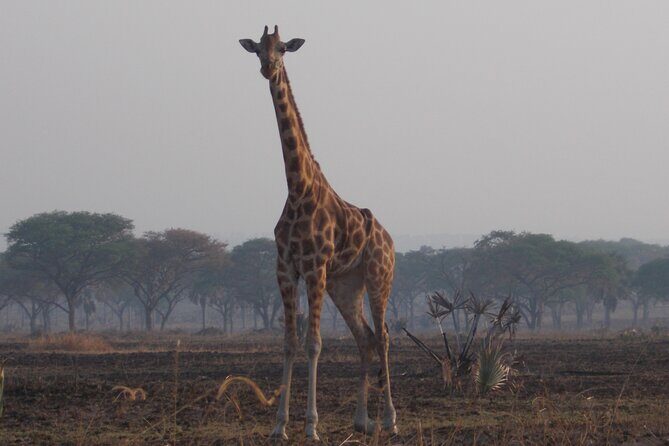 1 Day Lake Mburo Wildlife Safari - Detailed Itinerary Breakdown