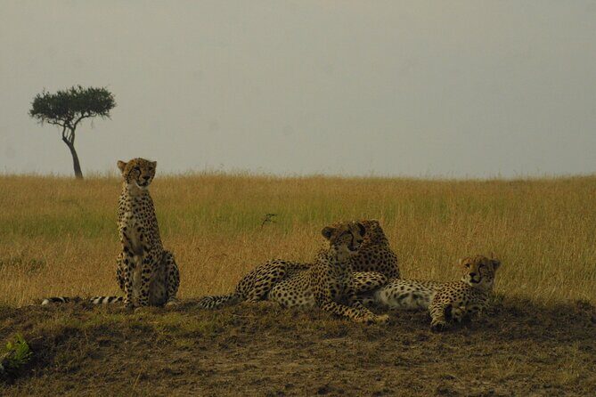 1-Day Maasai Mara Safari - Transportation and Duration