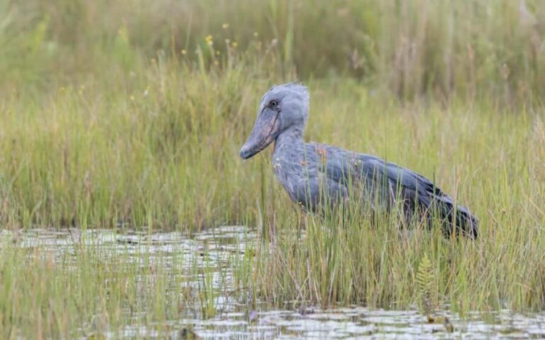1-Day Mabamba Shoebill Birding Tour in Lake Victoria Entebbe - The Experience Beyond the Main Attraction