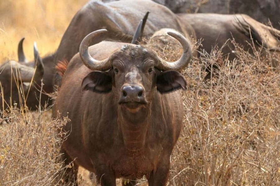 1 Day Masai Mara Game Drive - Who Is This Tour Best For?