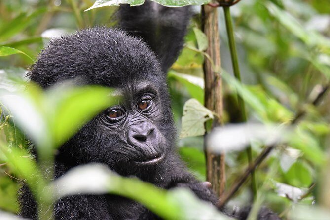 1 day Mountain Gorilla Trekking Safari Uganda - Why This Tour Offers Great Value