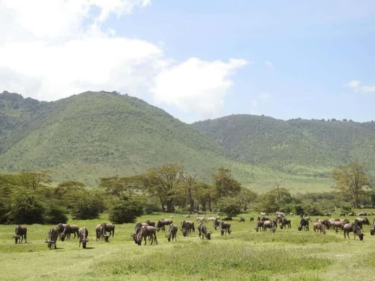 1-Day Ngorongoro Crater Special Big 5- Joining Group Safari - Detailed Breakdown of the Safari Experience
