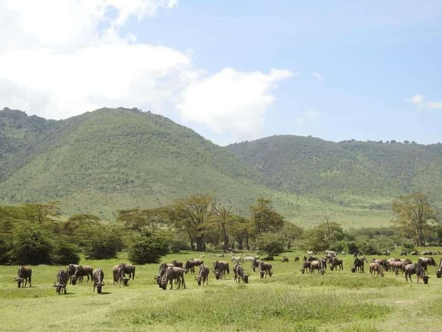 1-Day Ngorongoro Crater Special Big 5- Joining Group Safari - Detailed Breakdown of the Safari Experience