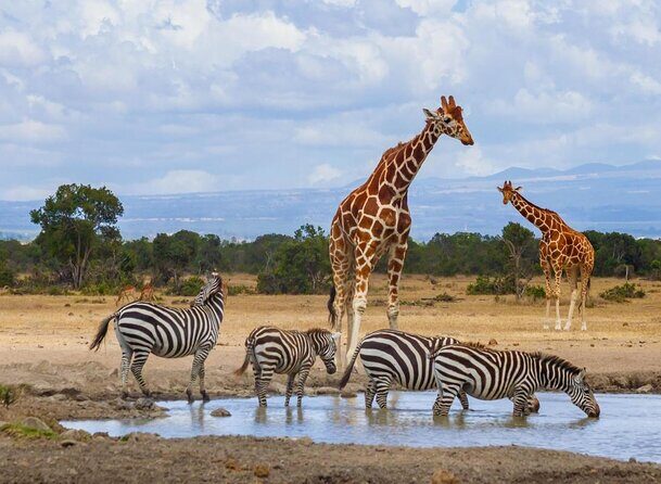 1-Day Ol Pejeta Conservancy Safari - What Past Travelers Say