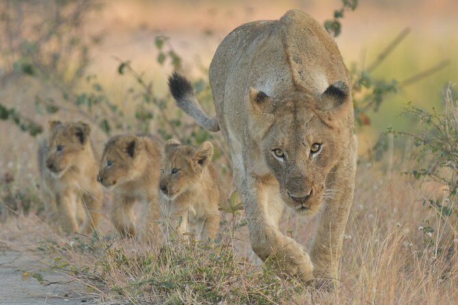 1 Day Photographic Wildlife Safari from Hazyview to Kruger Park - The Gear: Why It Matters