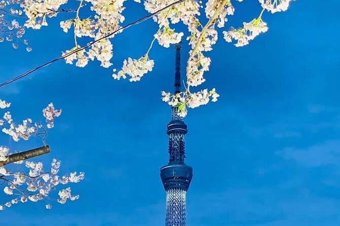 1 Day Private Charter Tokyo Sight Seeing green number plate - A Closer Look at the Itinerary