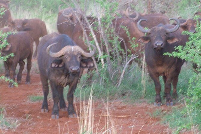 1 Day Red Elephant Safari starting from Diani beach. - What’s Included and What’s Not