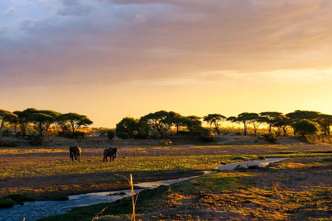 1-Day Ruaha National Park - What the Reviews Say: Authentic Perspectives