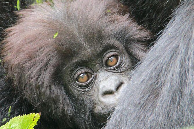 1-Day Rwanda Gorilla Tour - The Cost and What It Includes