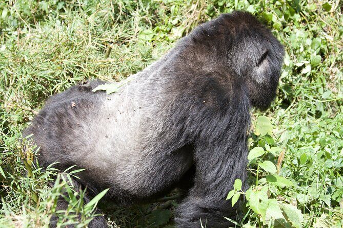 1 Day Rwanda Gorilla Trekking Tour - What Makes This Tour Stand Out