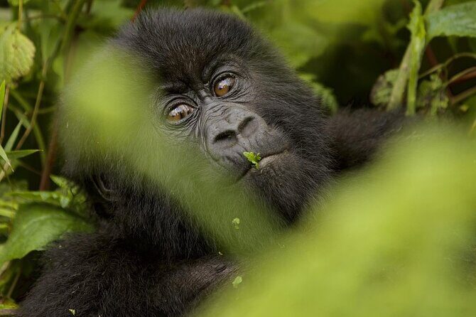 1 Day Rwanda Gorilla Trekking - Authentic Experiences and Highlights
