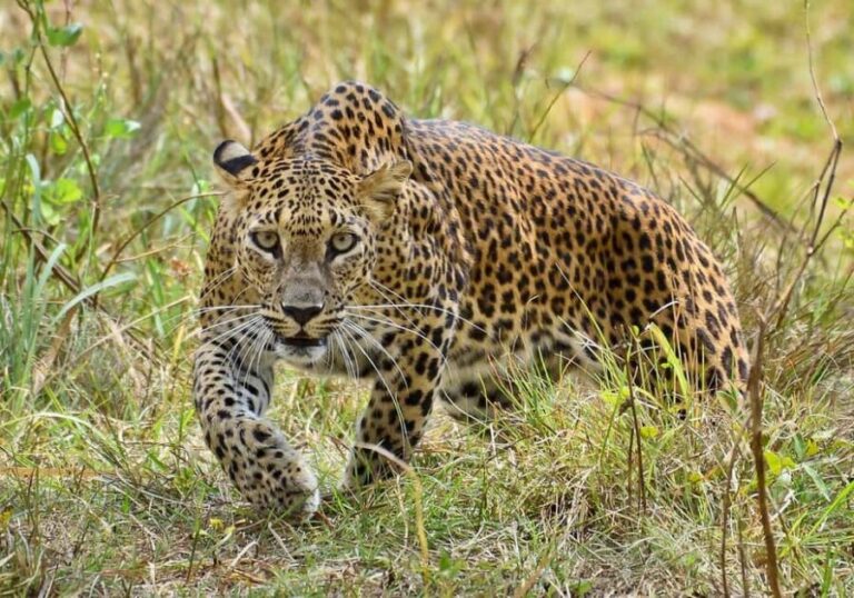 1-Day safari from Dar-es-Salaam to Mikumi N. Park by car - Why This Tour Offers Good Value