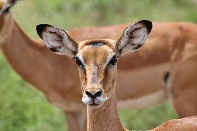 1 Day safari to Amboseli National park. - The Practical Side: Whats Included and Whats Not