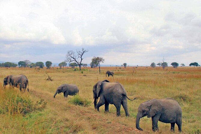 1 Day Safari to Mikumi National park from Zanzibar by flight - Real Traveler Insights