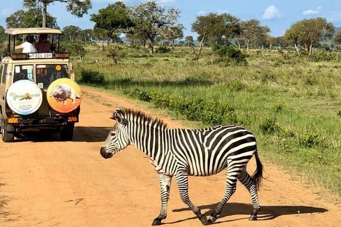 1 Day Safari to Mikumi National Park - Practical Tips for Making the Most of Your Safari