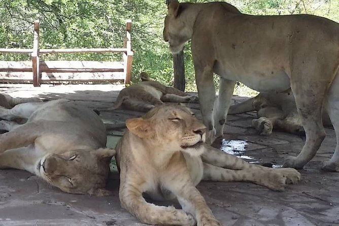 1 Day safari to Nyerere Nationals parks from Zanzibar - What Makes This Safari Stand Out?
