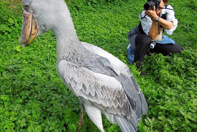 1 Day Shoebill Stork and Birding Experience - Frequently Asked Questions