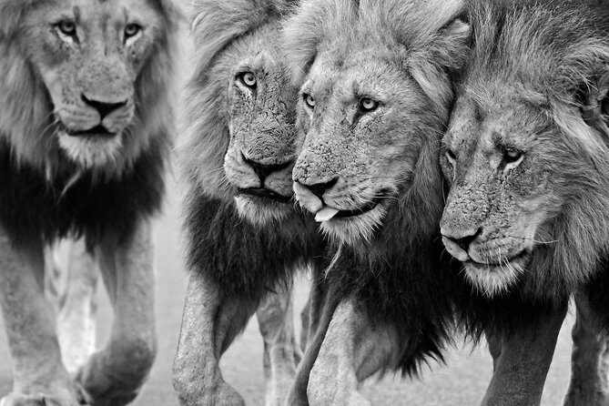 1 Day Skukuza Wildlife Photographic Safari - Kruger National Park - FAQs